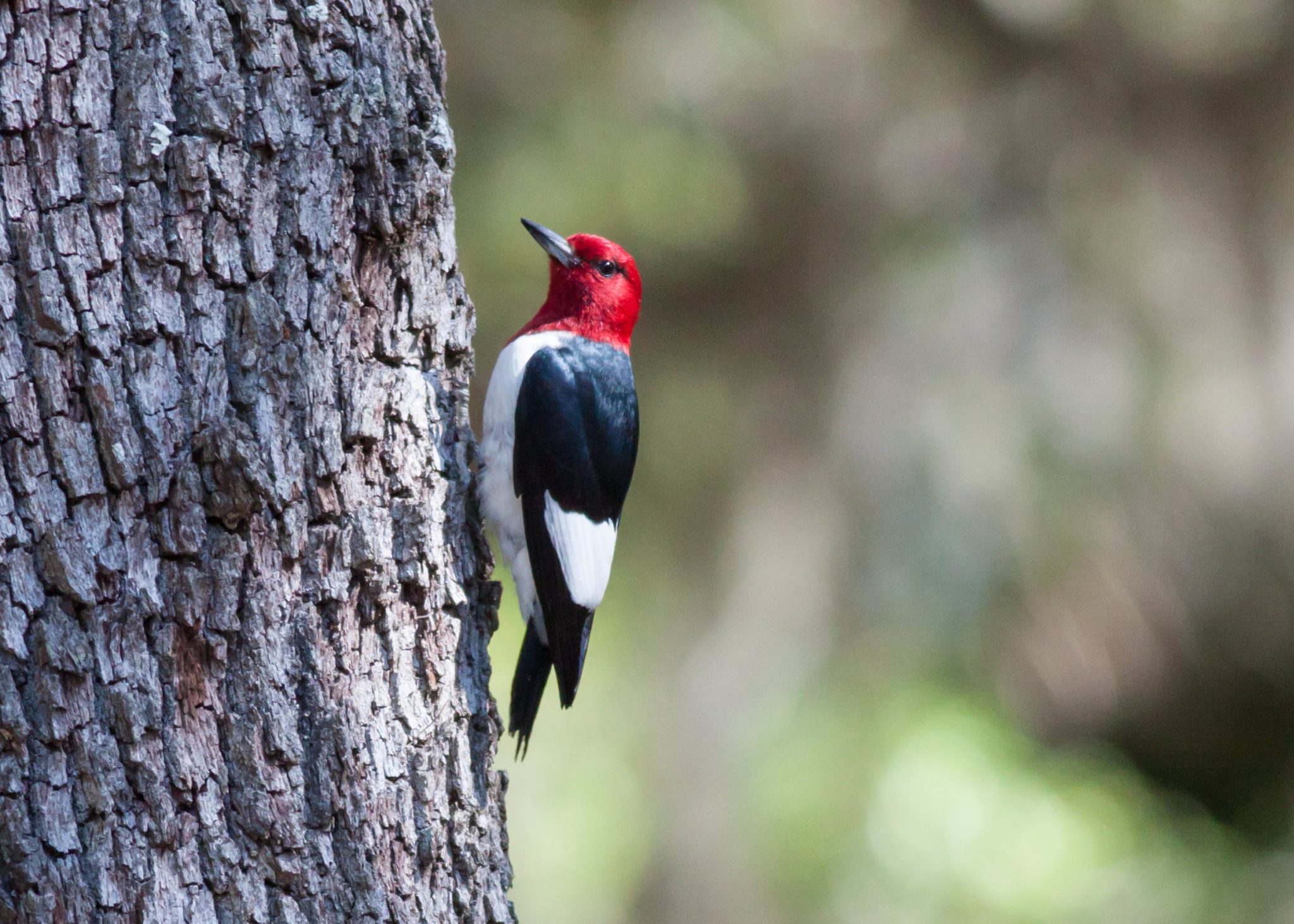 The Red-Headed Woodpecker is endangered in Ontario. Photo by James Diedrick via Flickr Creative Commons