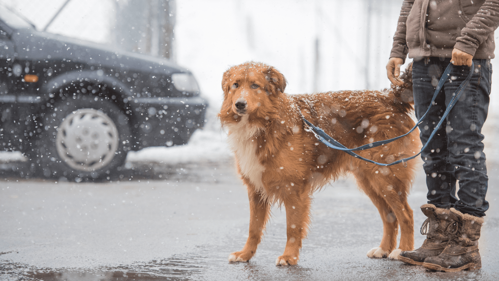 A dog walk on a wintery road
