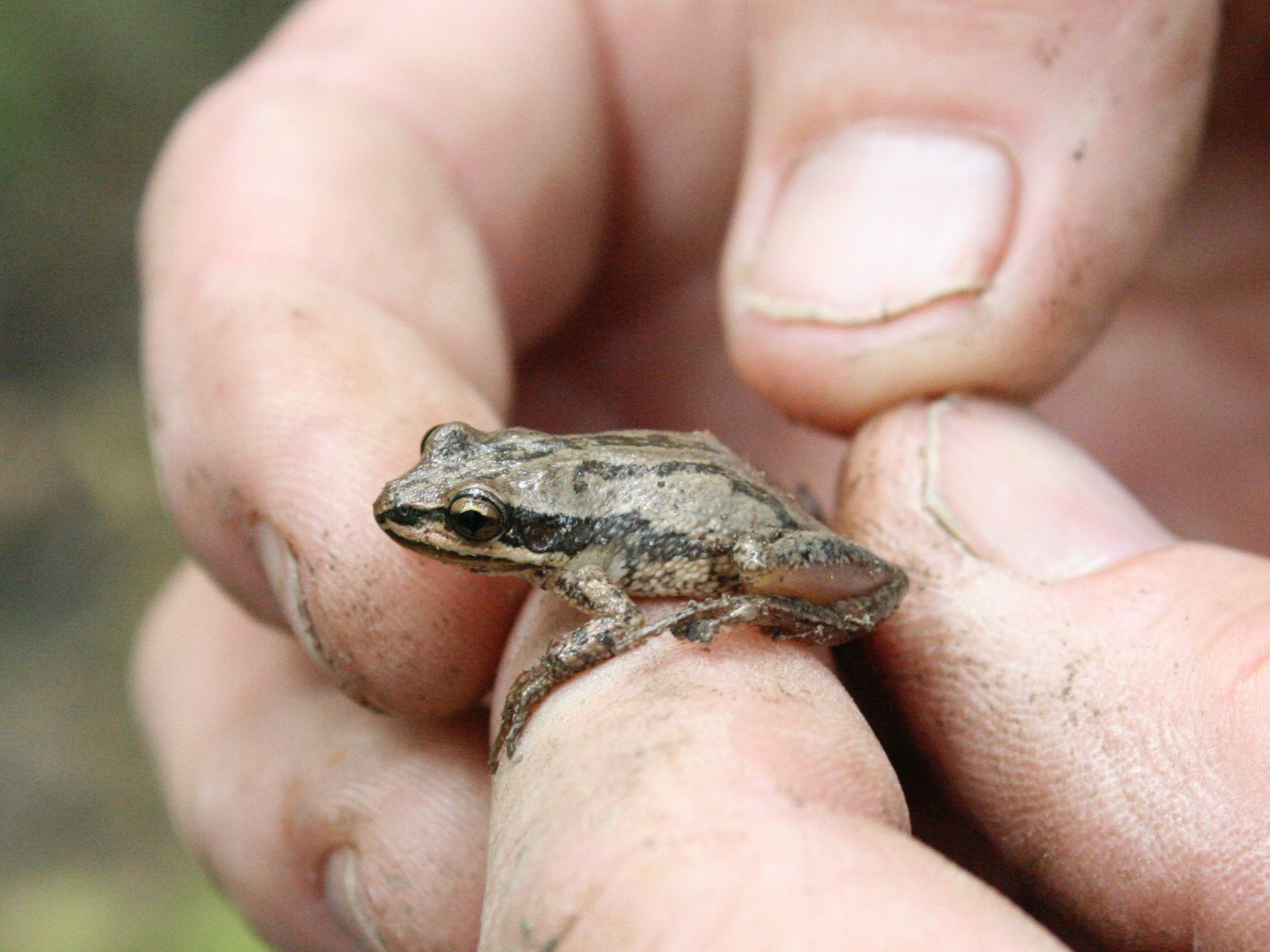 Western Chorus Frog