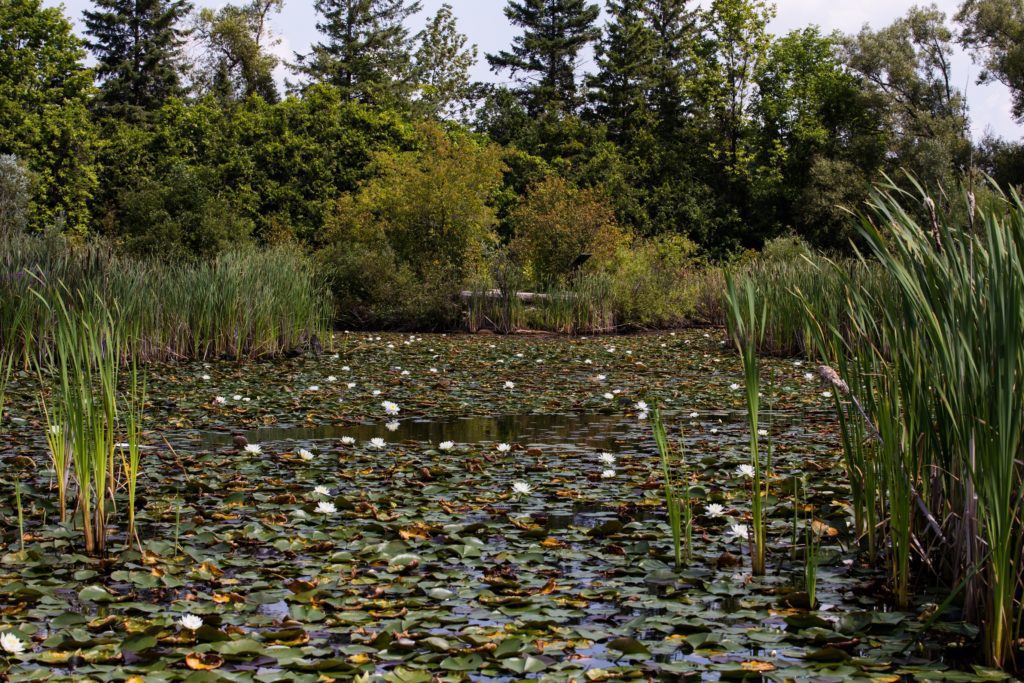 Planned Wetlands Project in Pleasant Prairie is a Win for the Village,  Landowner and The Environment