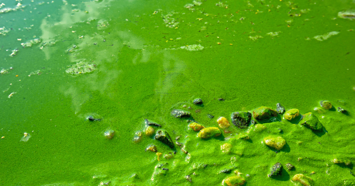 Lake Cascade algae bloom leaves green globs floating on the water