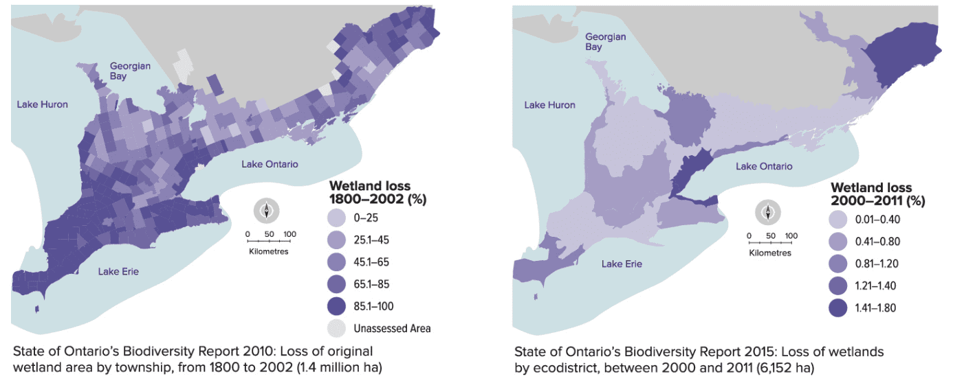 Two more of Ontario's threatened wetlands are under the protection of  Kawartha Land Trust