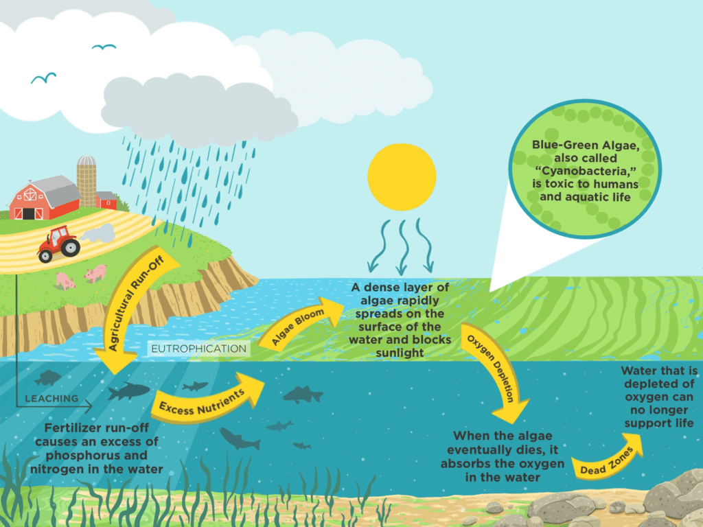 Water bloom, Algal Blooms, Eutrophication & Nutrient Pollution