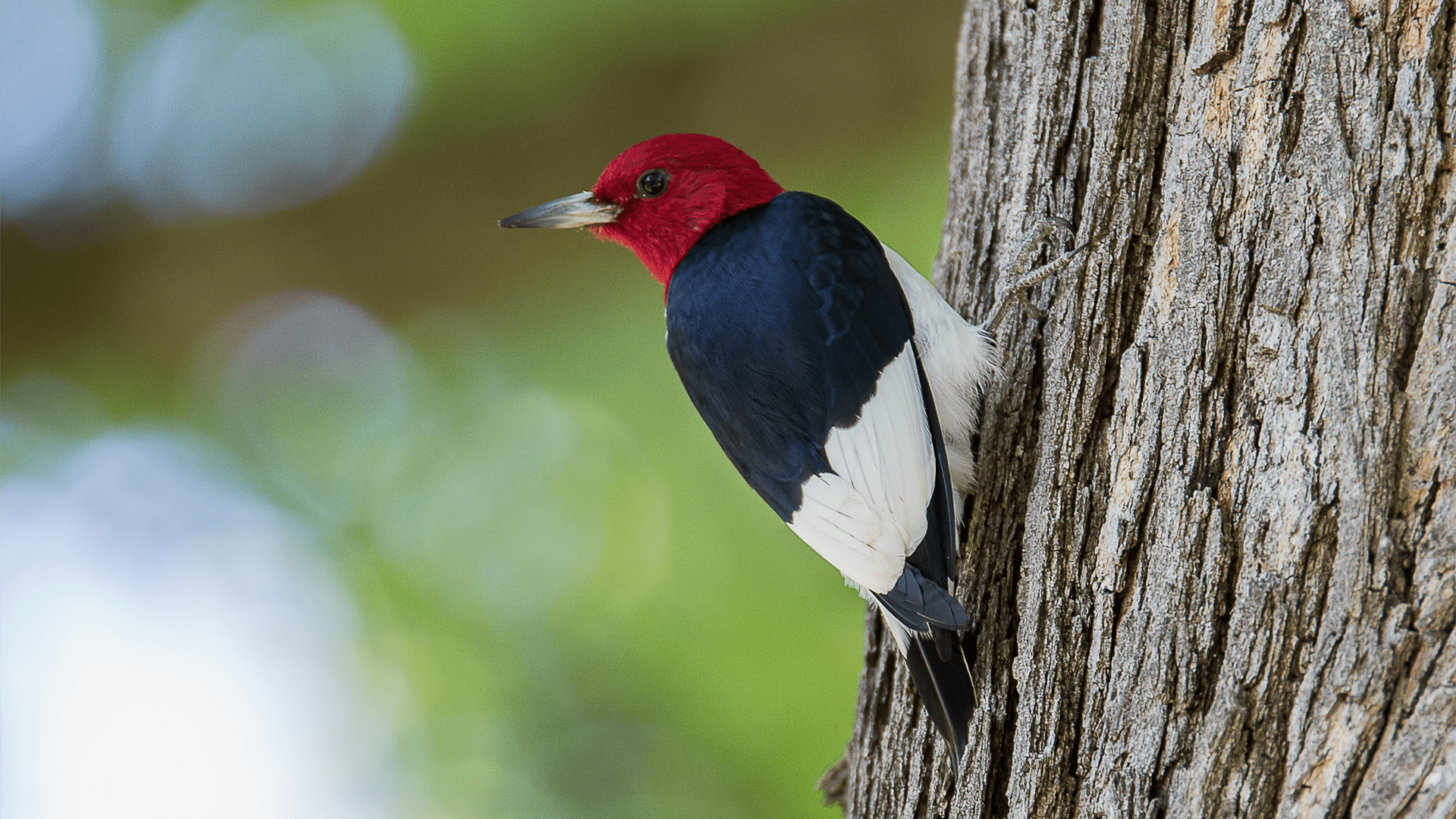Red-headed Woodpecker