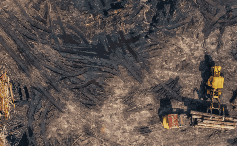 A photo of a forest being bulldozed