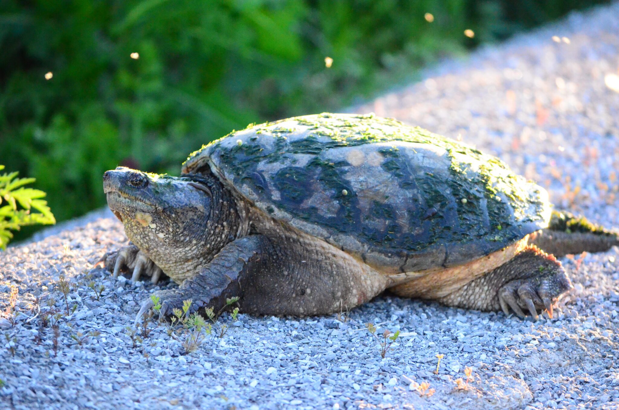 Snapping turtle