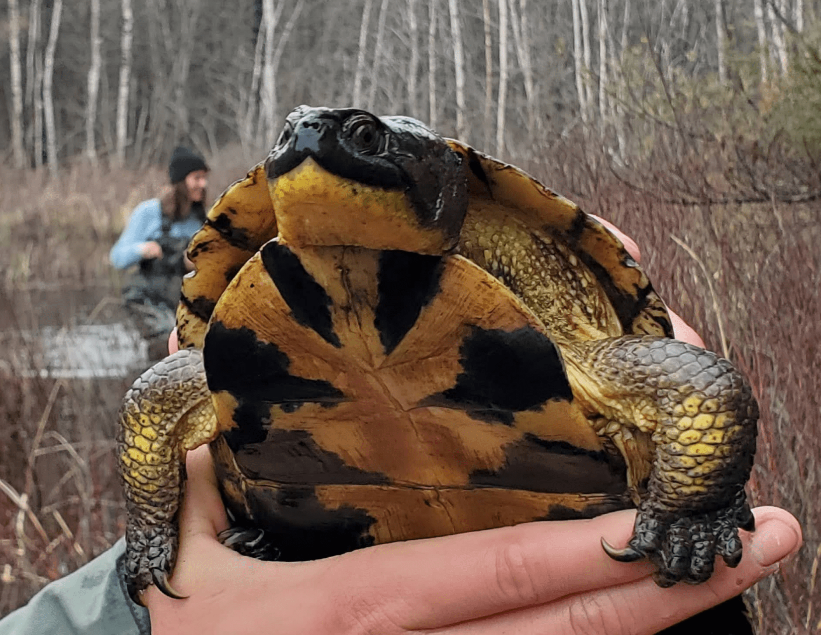 Blandings turtle being held up 
