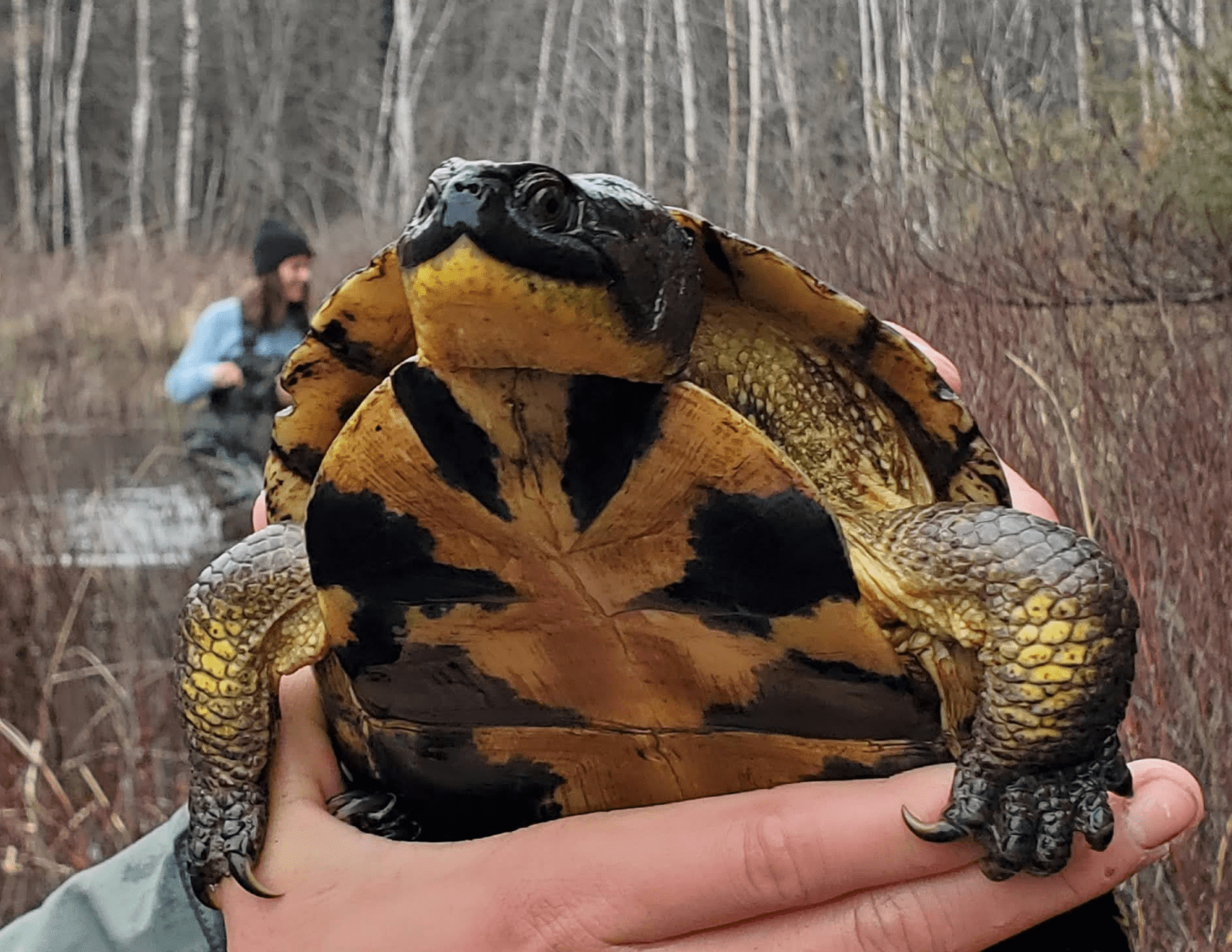Blandings turtle being held up
