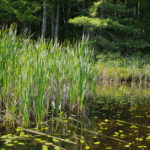 Body of water with lily pads and reeds.