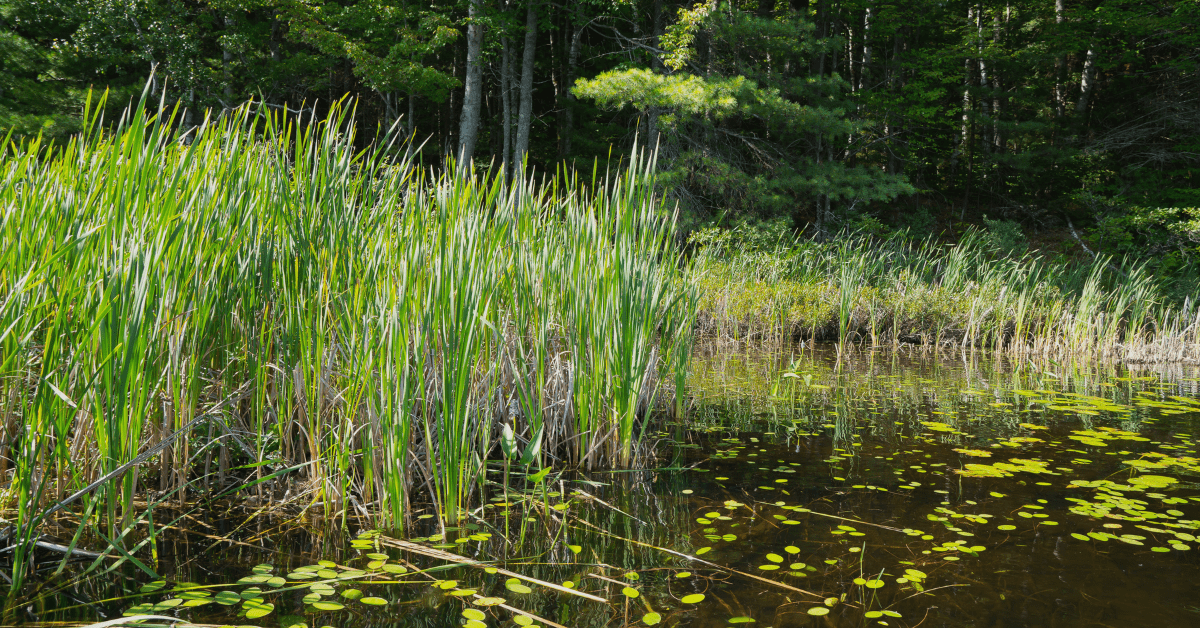 Body of water with lily pads and reeds.