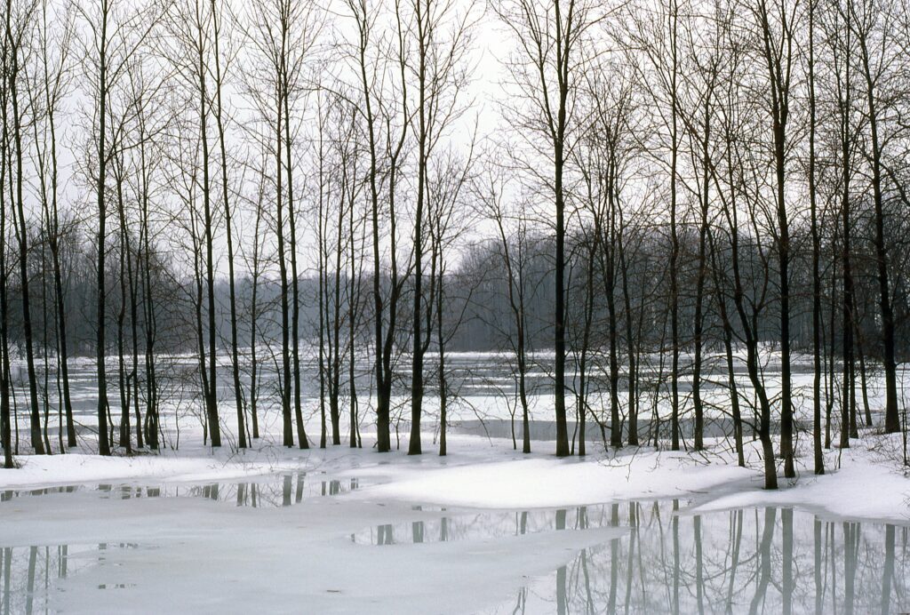 The Wonderful World of Wetlands in Winter