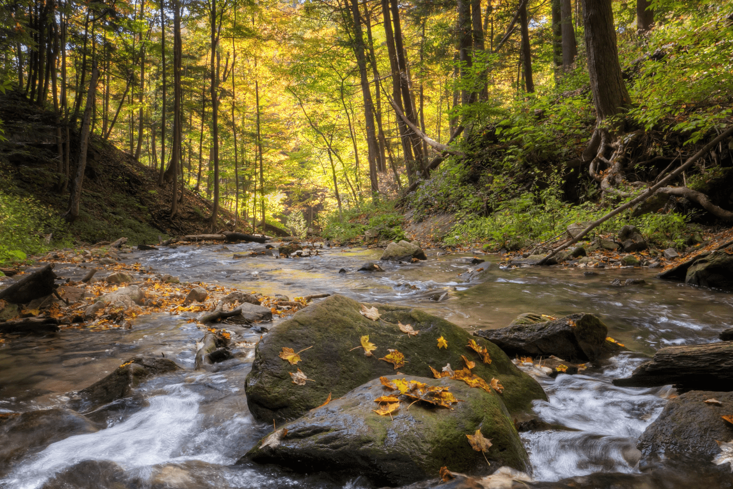 Reconnect Webpage - Hamilton