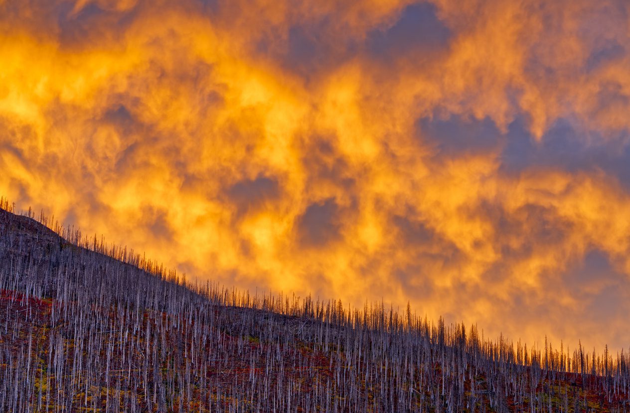 Wildfires