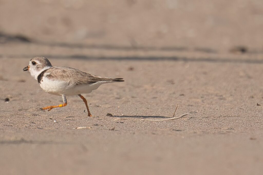 Ontario Forcing Unpopular Wasaga Beach Provincial Park Selloff Using Budget Bill