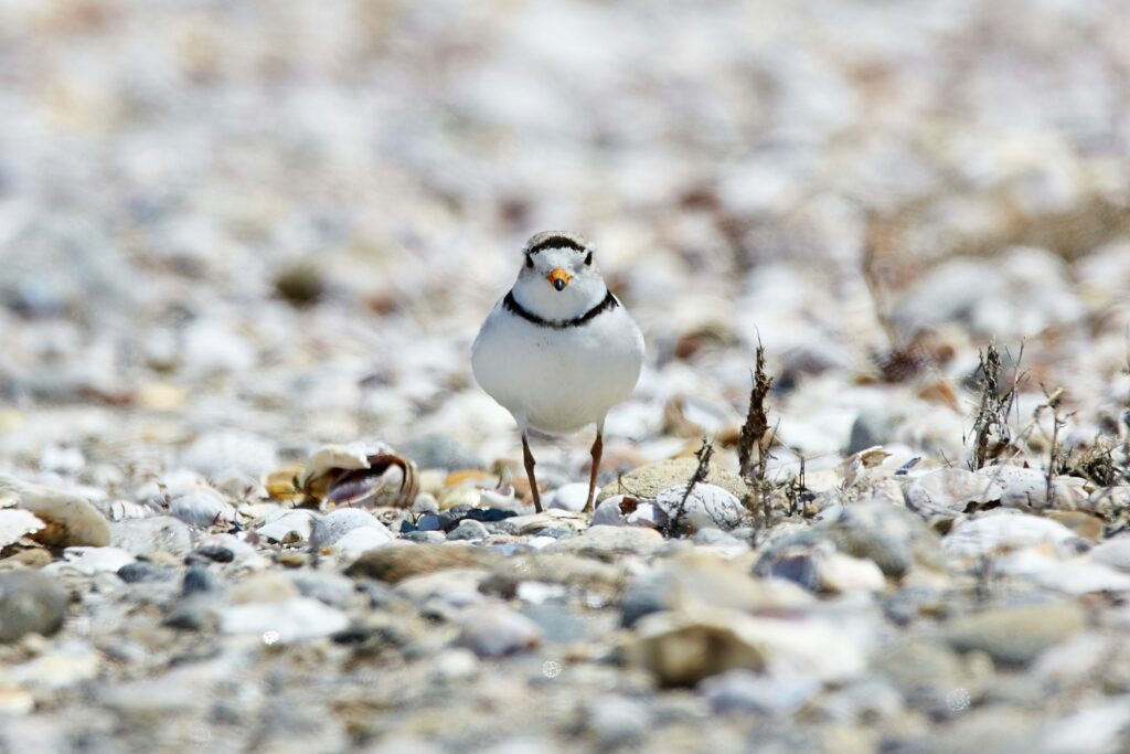 Ontario Strips Piping Plover Habitat of Protection, Calls for Federal Intervention