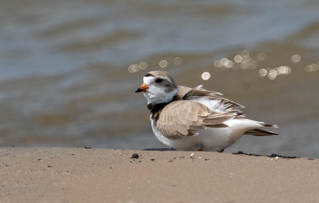 The Town of Wasaga Beach Isn’t Protecting the Piping Plover. What Now?